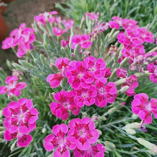 青州市欧石竹 双色杯 小杯 欧石竹 开花机器 苗圃直发  质量好