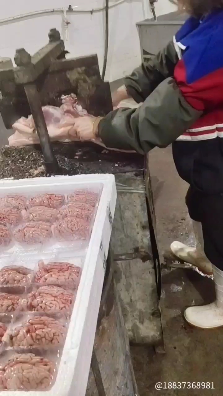 猪脑  冻脑花