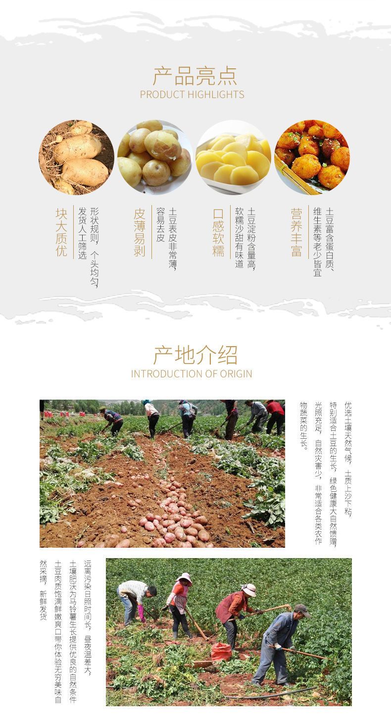 云南土豆新鲜现挖黄心/红皮黄心老品种马铃薯洋芋批发