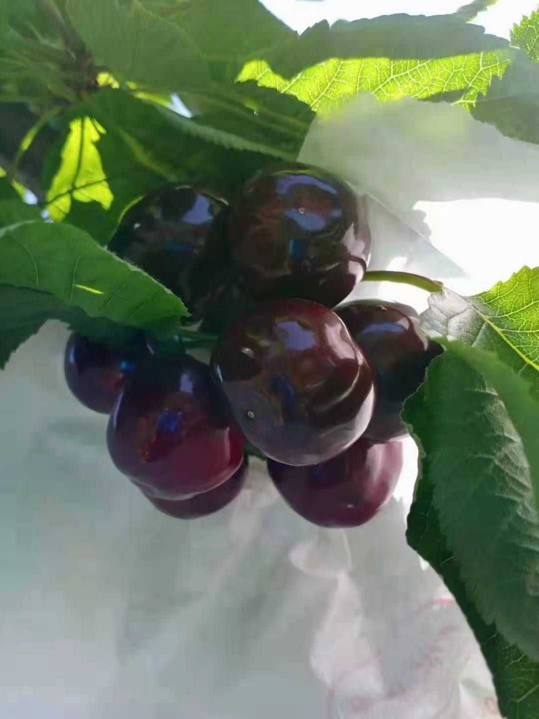 黑珍珠樱桃  汉源车厘子天然水果，自家现摘现卖