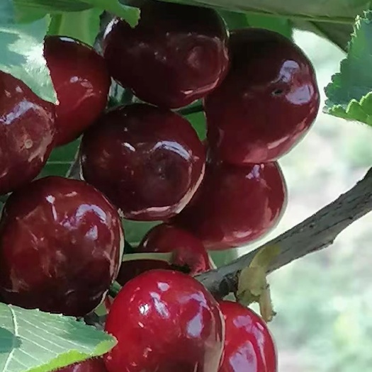 汉源县黑珍珠樱桃 汉源县大樱桃