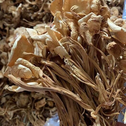 成都广昌3号茶树菇  高山特产茶树菇，好货，全干货！