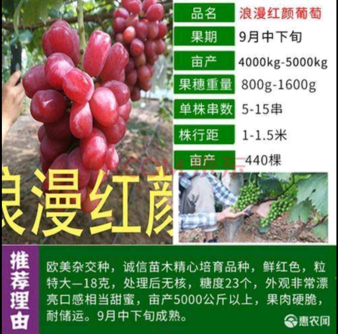 浪漫红颜葡萄苗，葡萄苗新品上市基地直销现挖现卖保证质量