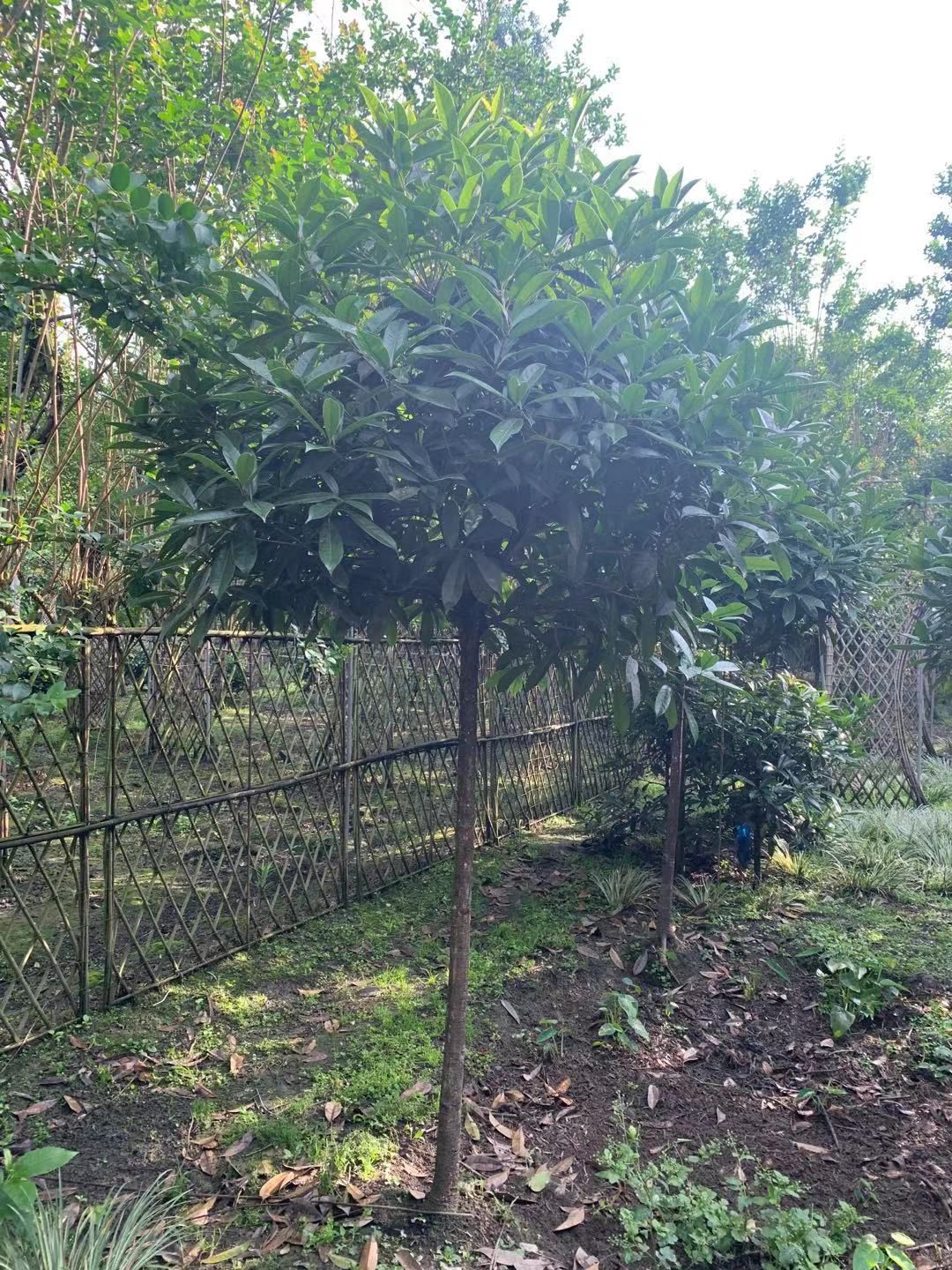 黄金桂花树 桂花