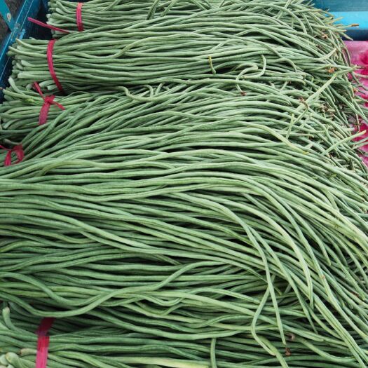 聊城豆角 精品蔬菜