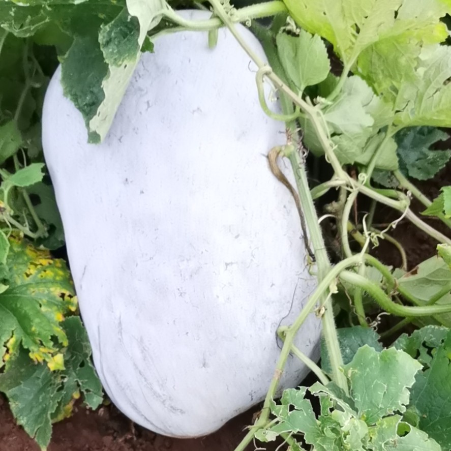白皮冬瓜