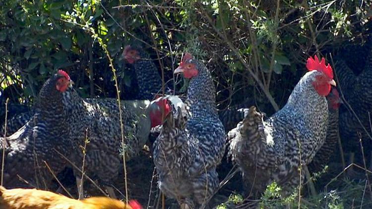 洞口县麻鸭  一年多的散养老鸭子全程无饲料，玉米谷物，青菜喂养