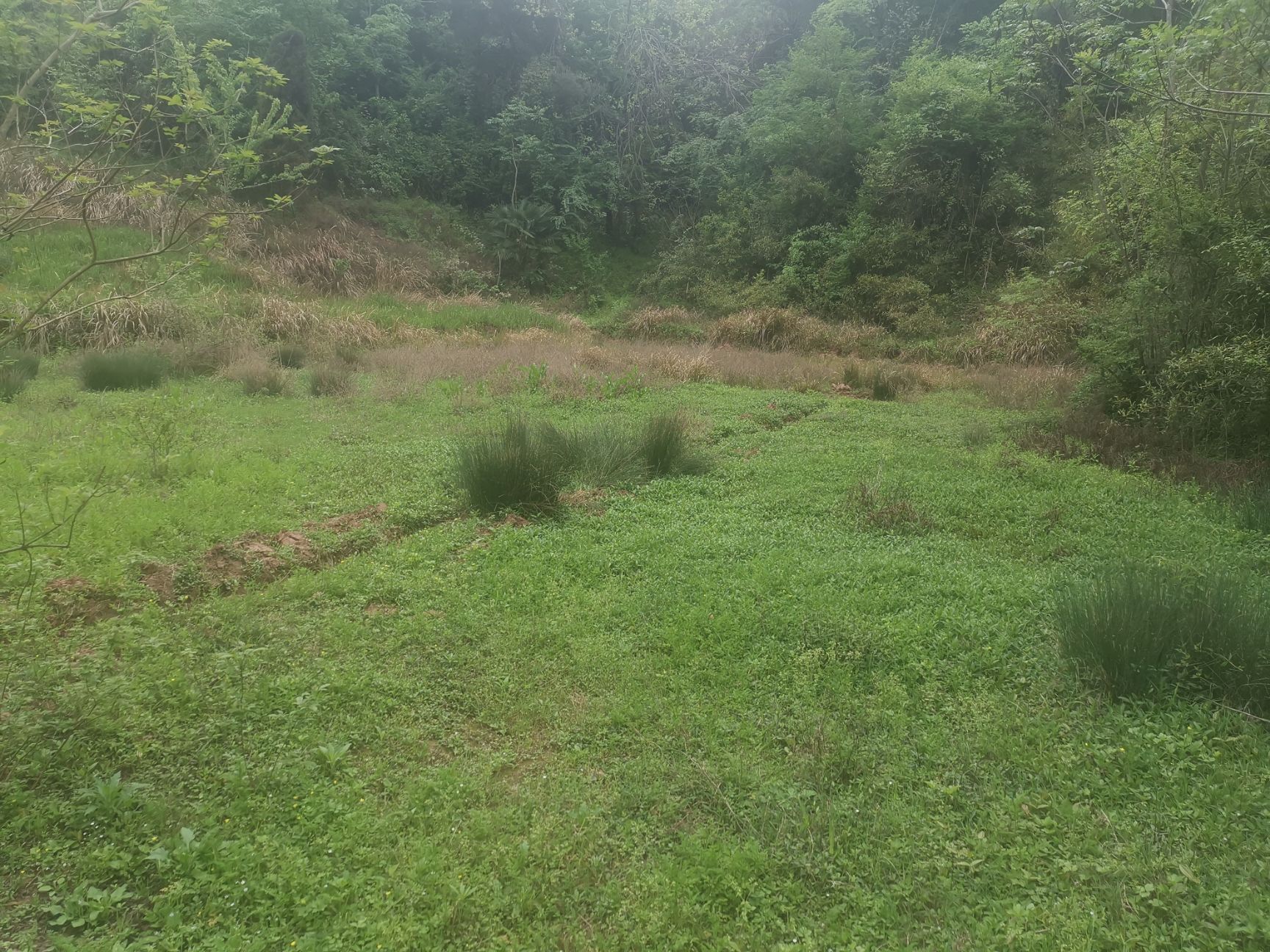 山地  衡阳衡南50亩荒林地招租