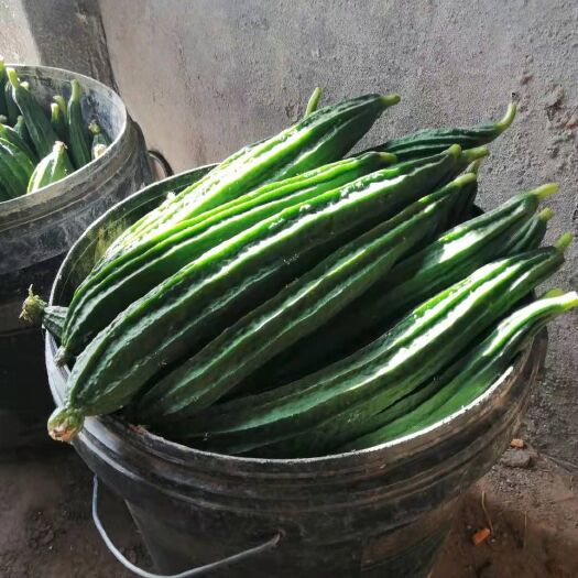 保定棱丝瓜 大量新鲜丝瓜