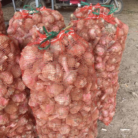 通许县红皮蒜  〈精品红皮大蒜〉个头均匀原产地直发