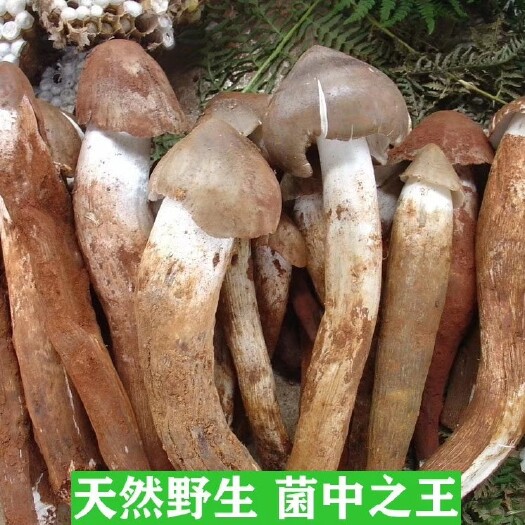 贵港 鸡枞菌，夏至菌