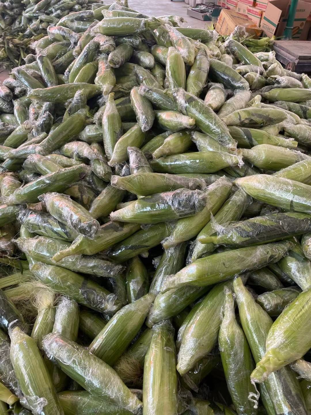云南水果玉米新鲜甜玉米大量现货玉米棒10斤包邮