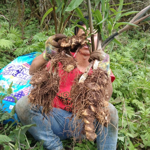 甘洛县甜黄精，黄精，深山老林黄精，大凉山黄精