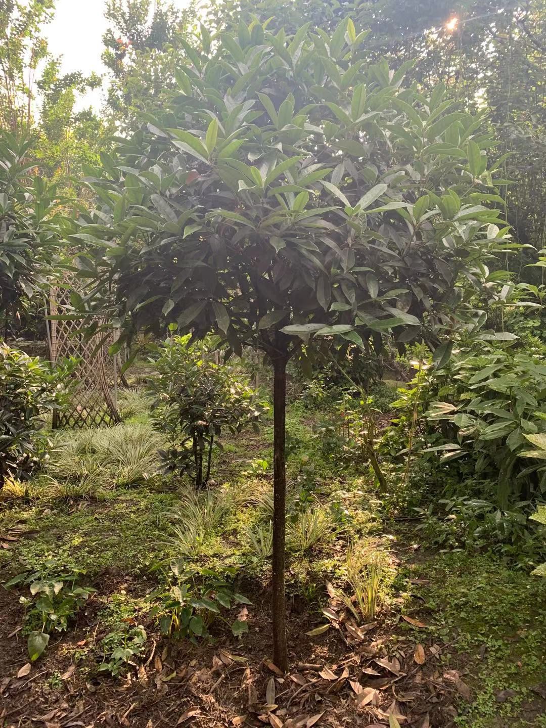 黄金桂花树 桂花