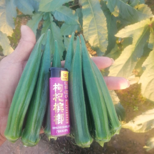  黄秋葵