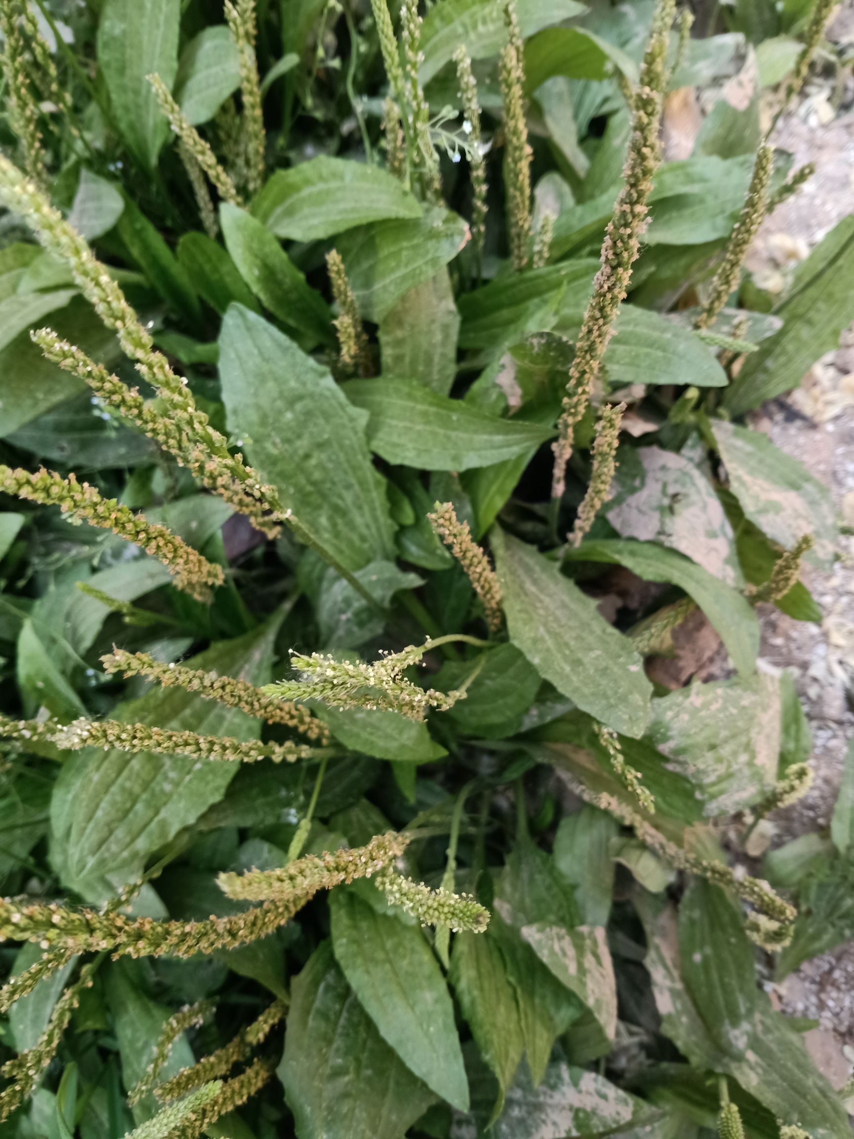 车前草，车前子。小棵干货车前草，干净无杂，过风过筛，青绿色