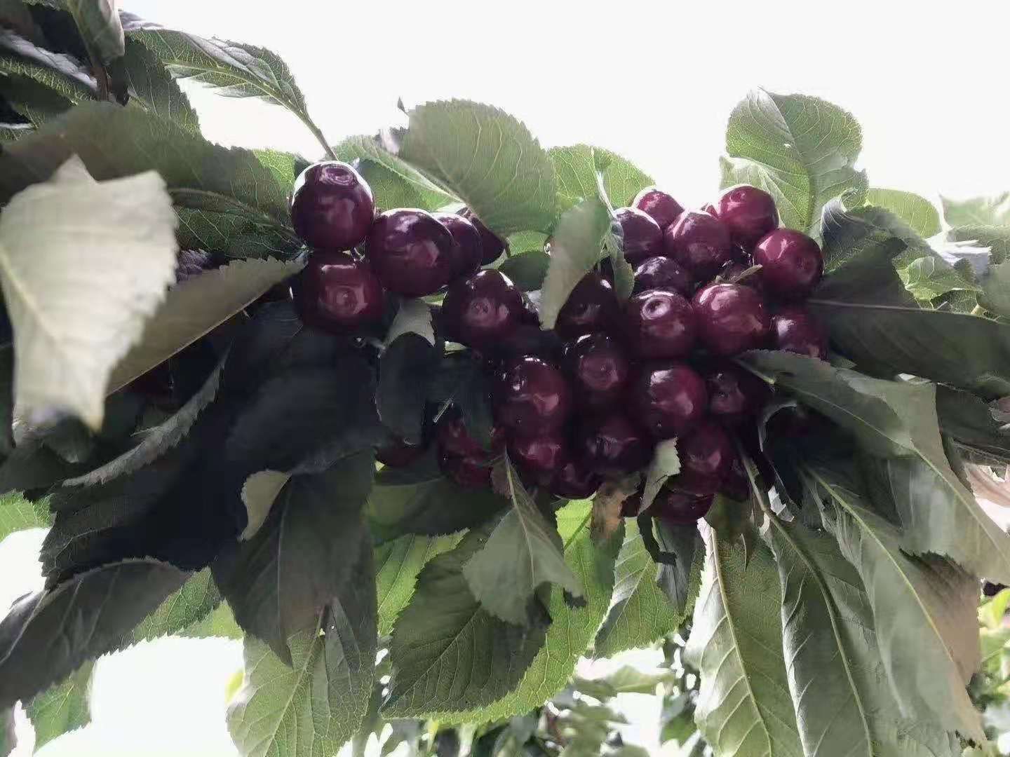 黑珍珠樱桃  汉源车厘子天然水果，自家现摘现卖