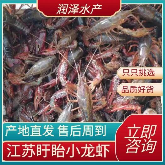 盱眙县江苏盱眙234钱456规格全清水小龙虾 干净有肉 全国发货
