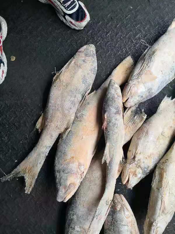 印尼马友鱼大量批发，适合加工饭堂用。