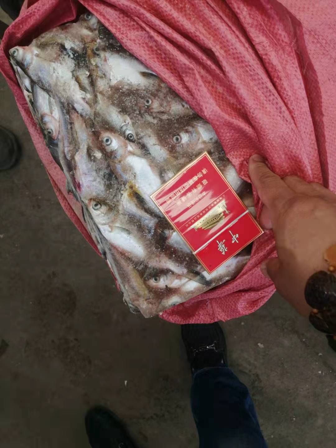 ٶ