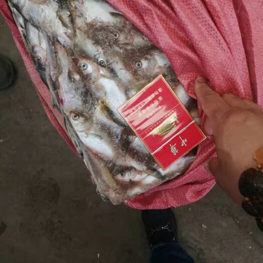 信阳速冻白鲢鱼