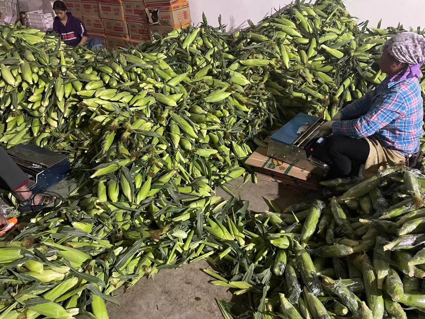 云南水果玉米新鲜甜玉米大量现货玉米棒10斤包邮