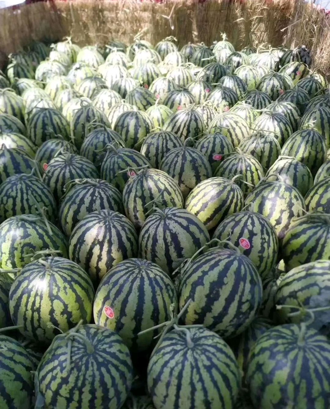 陕西甜王西瓜大量上市中，甜王西瓜个头大，甜度高，皮毛好