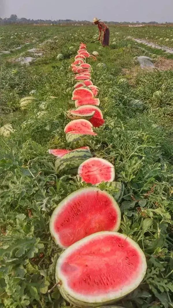 夏邑县美都8424西瓜