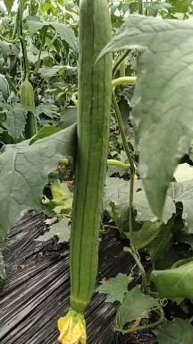 鲜花丝瓜大量上市供应