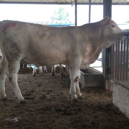 东平县夏洛莱牛，小牛犊，肉牛养殖，3－6个月活牛，牛崽，免费送货