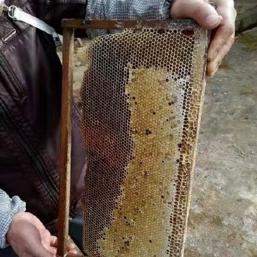 寻乌县 百花蜜