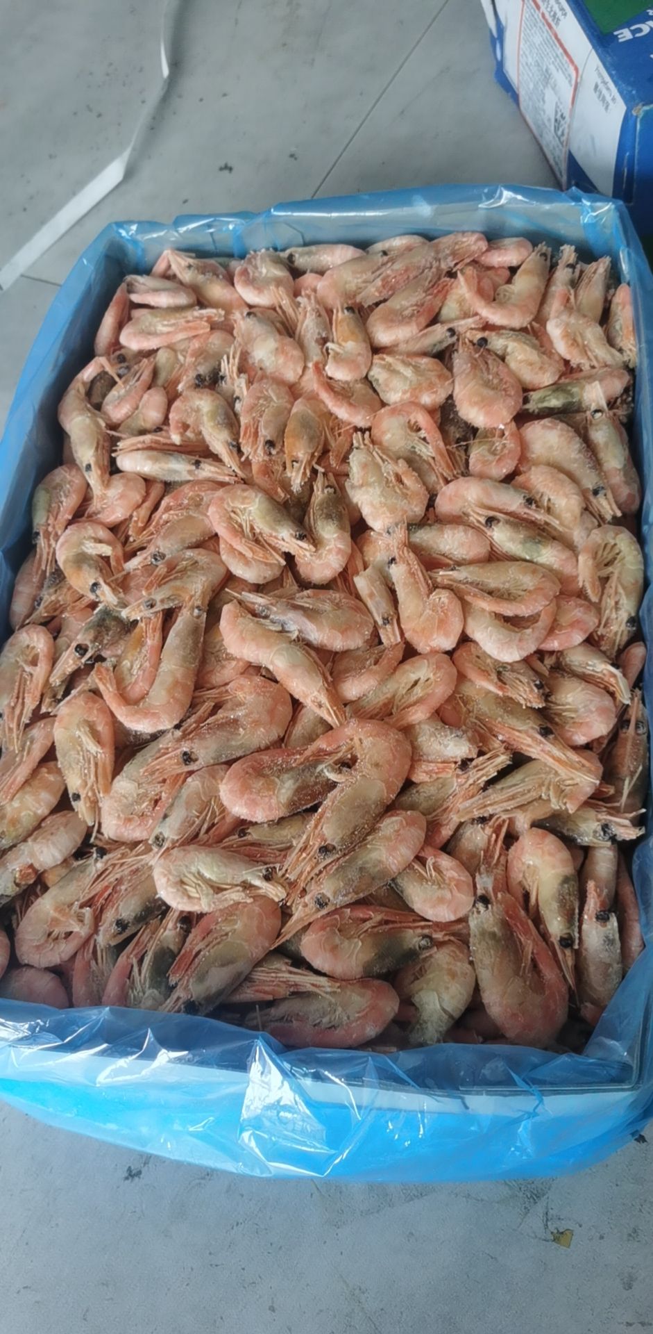  黑头虾北极虾头籽黑头海藻头青头虾自助餐餐饮专用