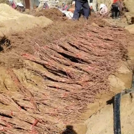 凌海市贝达葡萄苗 贝达长条