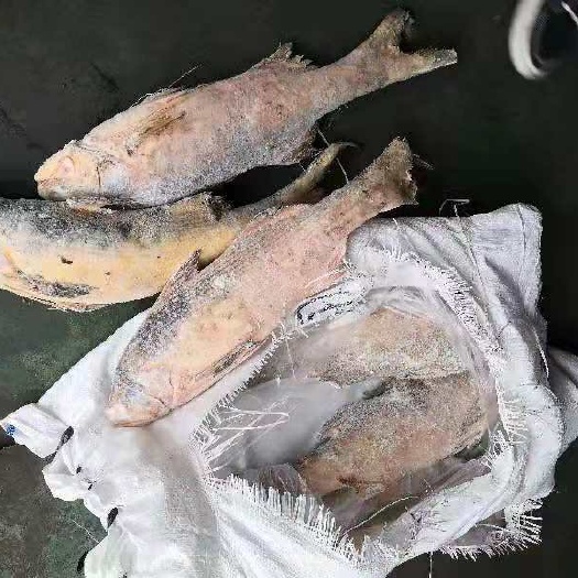 湛江印尼马友鱼大量批发，适合加工饭堂用。