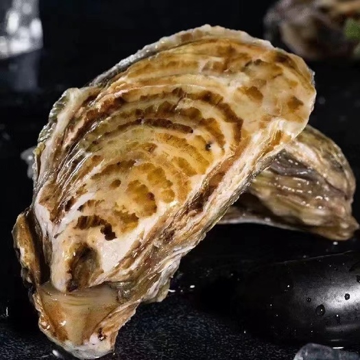 广州乳山生蚝 三倍体生蚝 蚝场直供 可在线交易