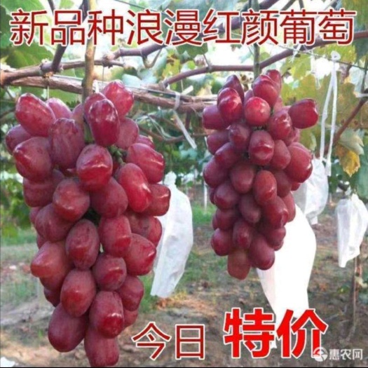 平邑县浪漫红颜葡萄苗，葡萄苗新品上市基地直销现挖现卖保证质量