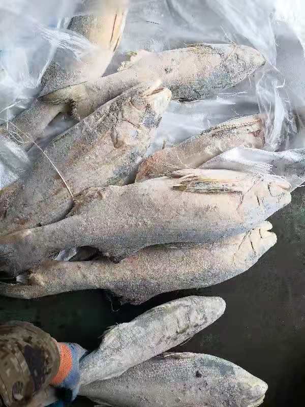 印尼马友鱼大量批发，适合加工饭堂用。