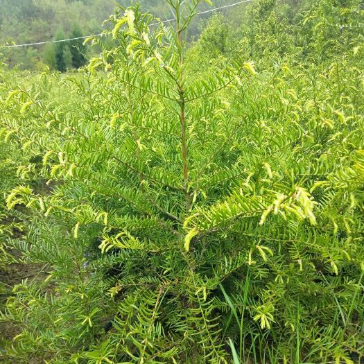 白皮油松 红豆杉杯苗五十起步！油松营养袋12公分起步！芸山杯苗50起步