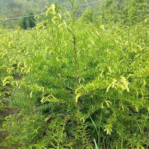 徽县白皮油松 红豆杉杯苗五十起步！油松营养袋12公分起步！芸山杯苗50起步