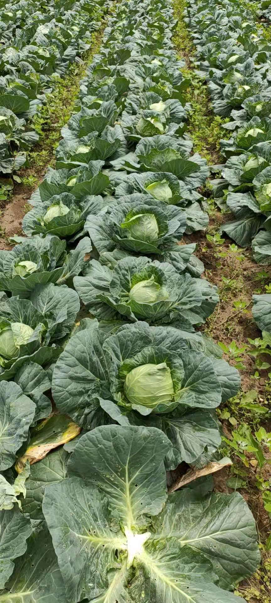 铁头包菜