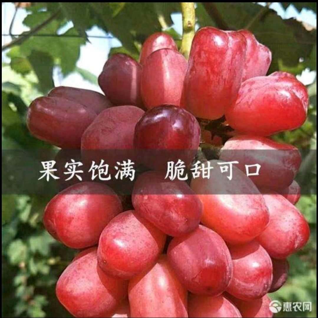 浪漫红颜葡萄苗，葡萄苗新品上市基地直销现挖现卖保证质量