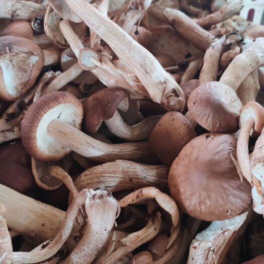 岑巩县 林下茶树菇，是在树下自然生长，天然无公害。