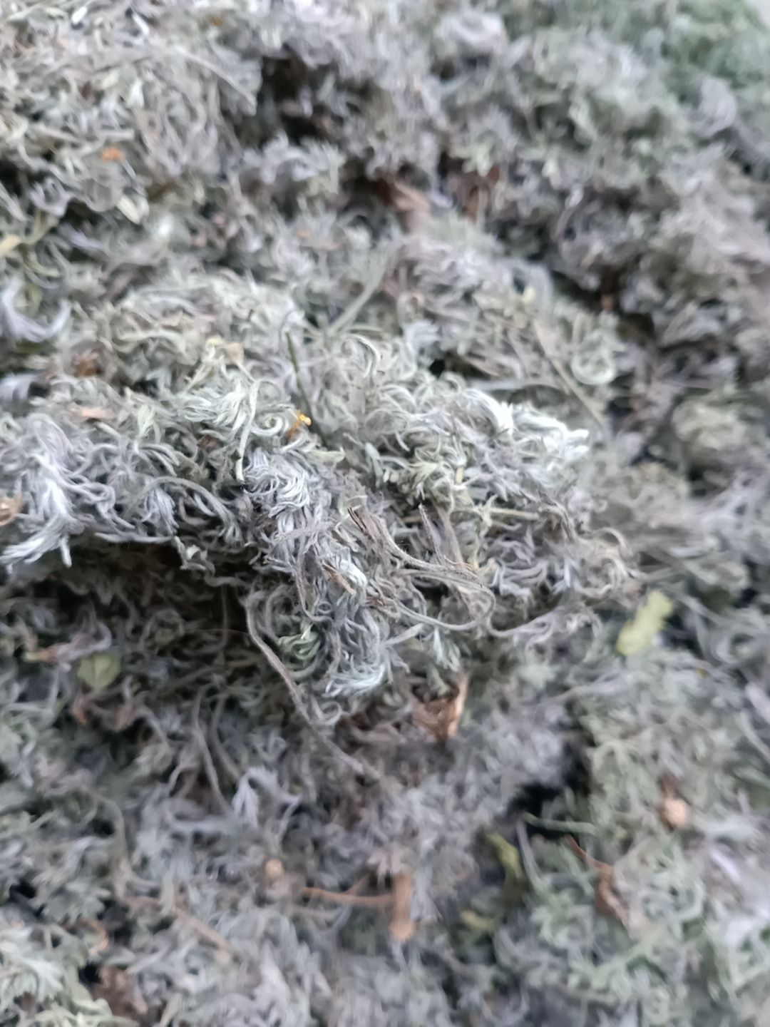 茵陈干货，二月小茵陈，人工手选干净无杂，保证质量