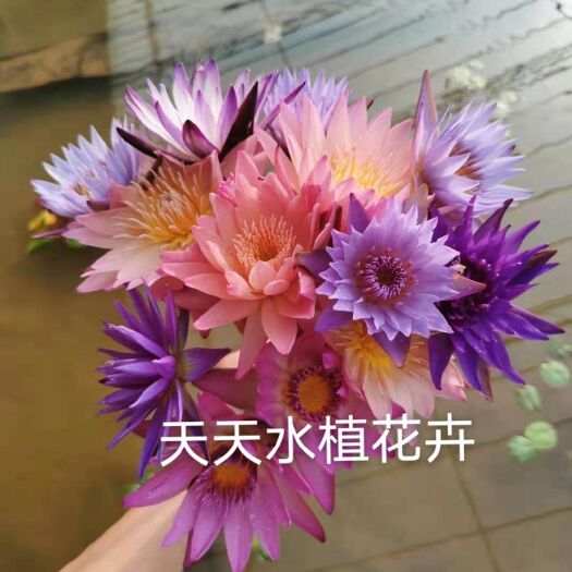 沭阳县精品大根块睡莲包花色包质量池塘净化