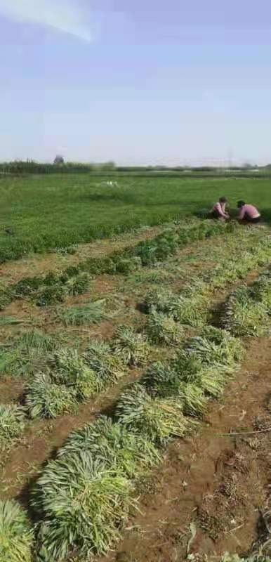 济南救心菜，费菜，高钙菜，也叫景天三七
