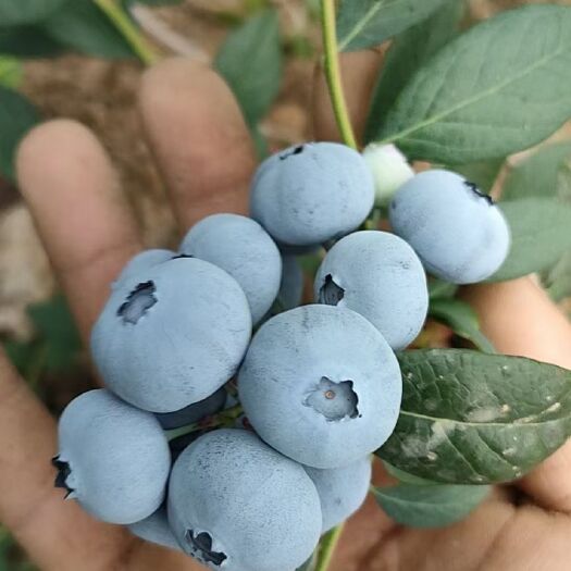 连云港薄雾蓝莓 蓝莓！莱克西！蓝丰！绿宝石！