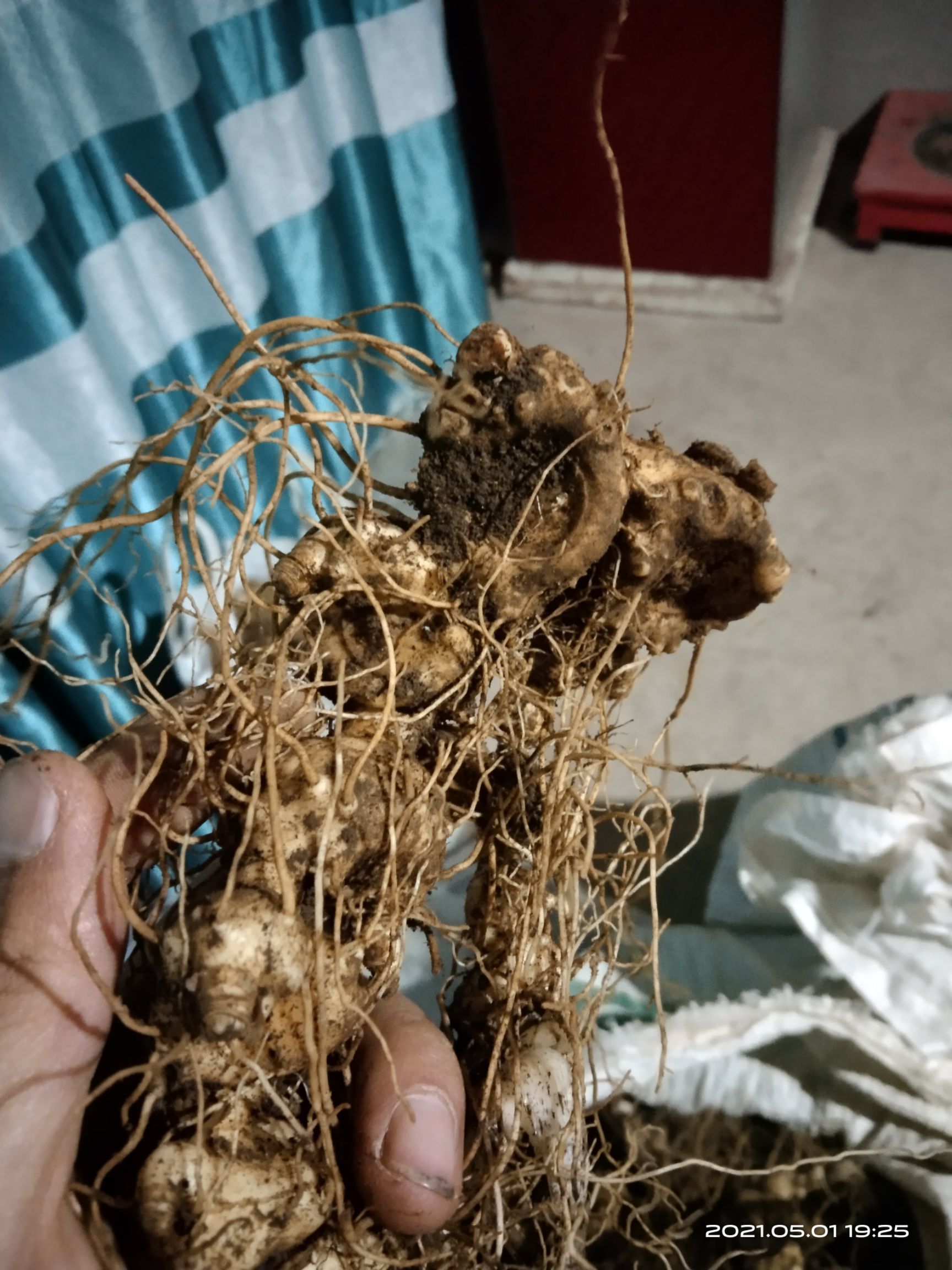 甜黄精，黄精，深山老林黄精，大凉山黄精