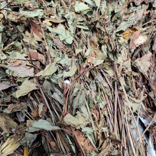 玉林药用鱼腥草  鱼腥草~新货扎把鱼腥草9~切好6~