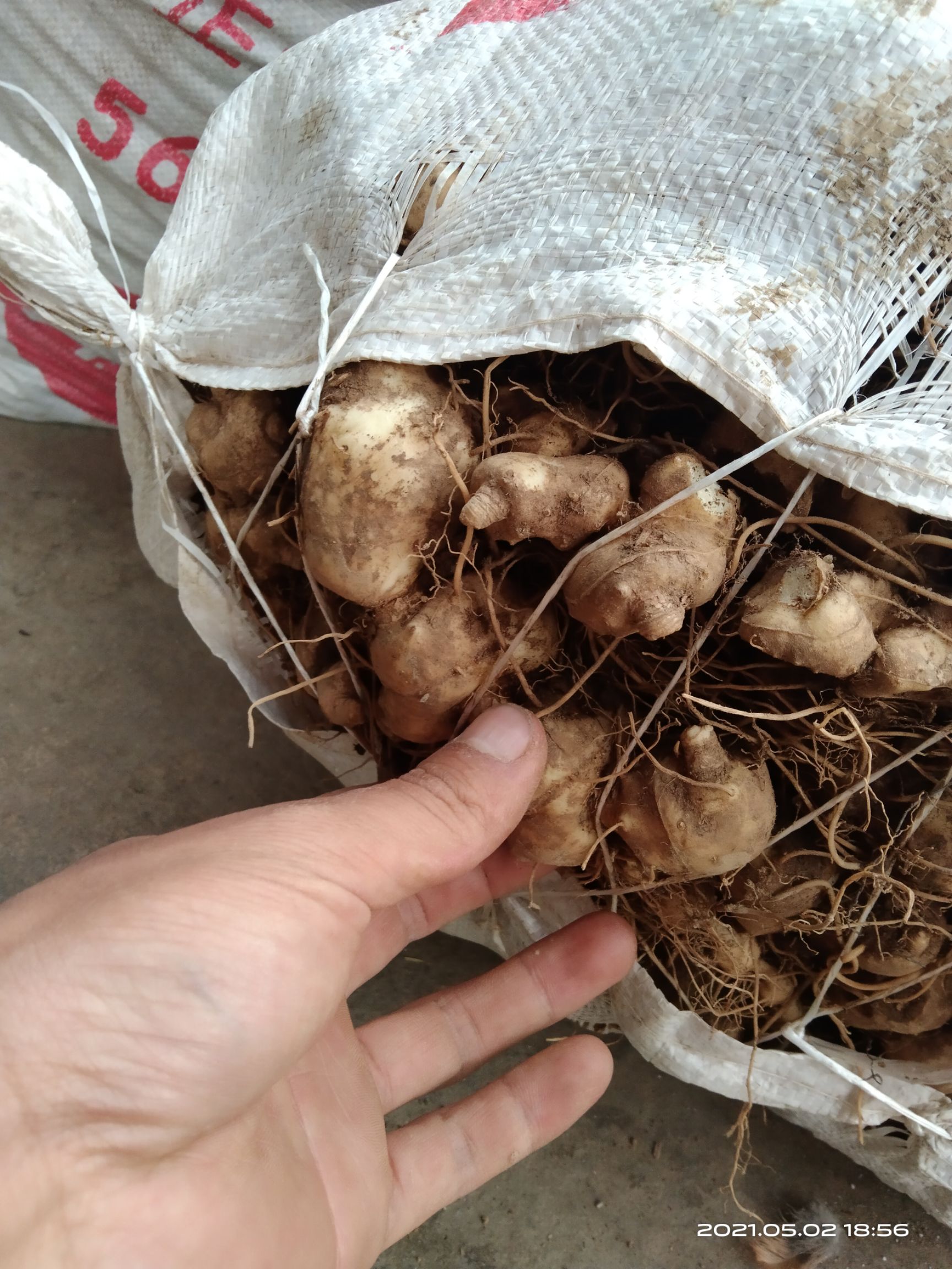 甜黄精，黄精，深山老林黄精，大凉山黄精