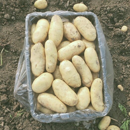 绵阳荷兰15 黄皮黄心长条形，果型好颜色好